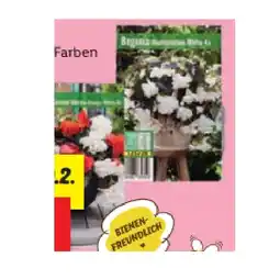 Lidl Blumenzwiebeln Begonien Lidl Angebot