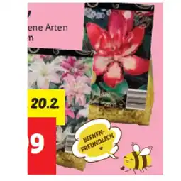 Lidl Lilien Zwiebeln Exklusiv Verschiedene Arten und Farben Lidl Angebot