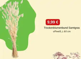 Depot Trockenblumenbund Samtgras Angebot