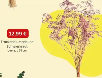 Depot Trockenblumenbund Schleierkraut Angebot