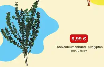 Depot Trockenblumenbund Eukalyptus Angebot