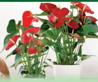 Norma Flamingoblume Anthurie Angebot