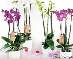 Norma Orchidee Phalaenopsis Angebot