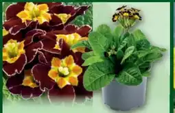 Norma Schlüsselblume Primula Angebot