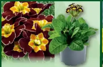 Norma Schlüsselblume Primula Angebot