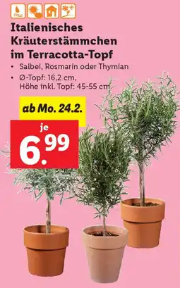 Lidl Italienisches Kräuterstämmchen im Terracotta-Topf Angebot