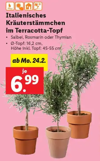 Lidl Italienisches Kräuterstämmchen im Terracotta-Topf Angebot