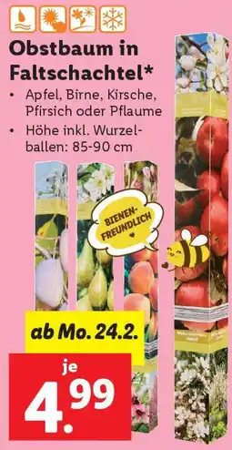 Lidl Obstbaum in Faltschachtel Angebot