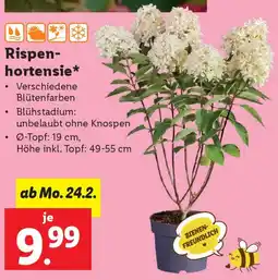 Lidl Rispen- hortensie Angebot