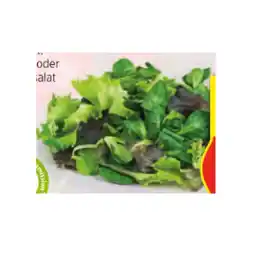 Hofer Pflücksalat versch. Sorten HOFER Angebot