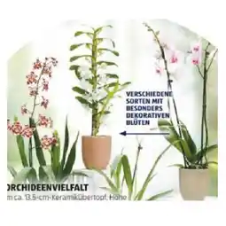 Hofer Orchideenvielfalt versch. Sorten mit Besonders Dekorativen Blüten HOFER Angebot