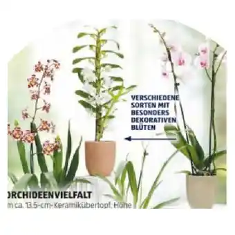 Hofer Orchideenvielfalt versch. Sorten mit Besonders Dekorativen Blüten HOFER Angebot