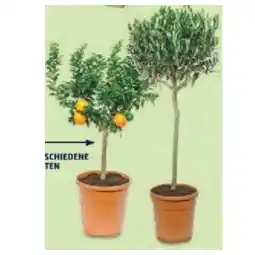 Hofer Mediterranes Stämmchen versch. Sorten HOFER Angebot