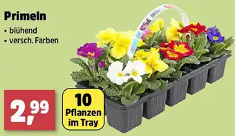 Thomas Philipps Primeln Angebot