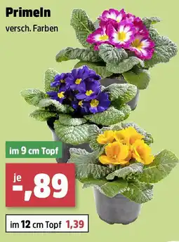 Thomas Philipps Primeln Angebot