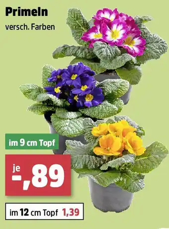 Thomas Philipps Primeln Angebot