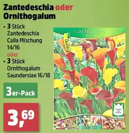 Thomas Philipps Zantedeschia oder Ornithogalum Angebot