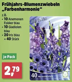 Thomas Philipps Frühjahrs-Blumenzwiebeln ,,Farbenharmonie Angebot