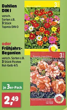 Thomas Philipps Dahlien DIN I oder Frühjahrs- Begonien Angebot