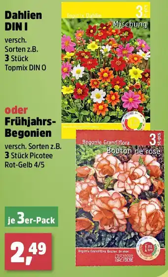 Thomas Philipps Dahlien DIN I oder Frühjahrs- Begonien Angebot