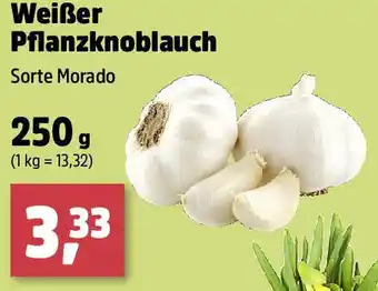 Thomas Philipps Weißer Pflanzknoblauch Angebot