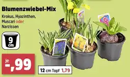 Thomas Philipps Blumenzwiebel-Mix Angebot