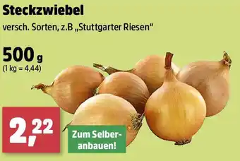 Thomas Philipps Steckzwiebel Angebot