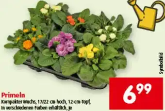 Interspar Primeln Angebot