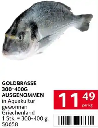 Transgourmet Goldbrasse Angebot