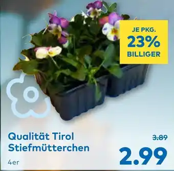 T&G Qualität Tirol Stiefmütterchen Angebot