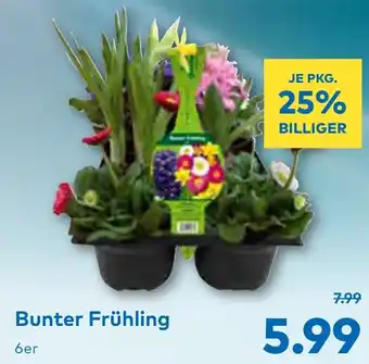 T&G Bunter Frühling Angebot