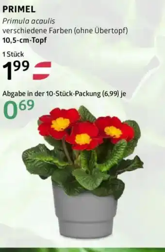 Bellaflora Primula acaulis Angebot