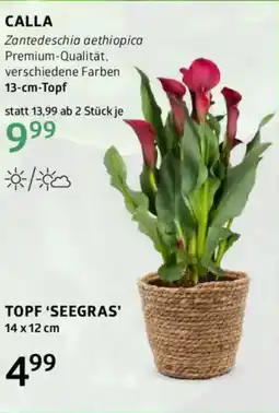 Bellaflora Zantedeschia aethiopica premium-qualität Angebot