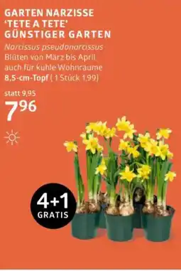 Bellaflora Garten narzisse 'tete a tete' günstiger garten Angebot