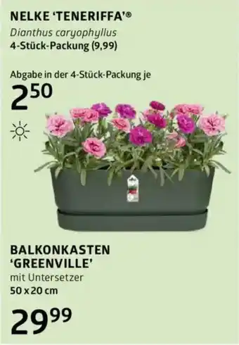 Bellaflora Nelke 'teneriffa Angebot