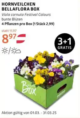 Bellaflora Hornveilchen bellaflora box Angebot