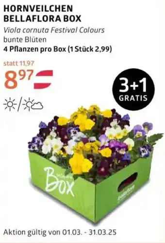 Bellaflora Hornveilchen bellaflora box Angebot