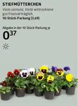 Bellaflora STIEFMÜTTERCHEN Angebot