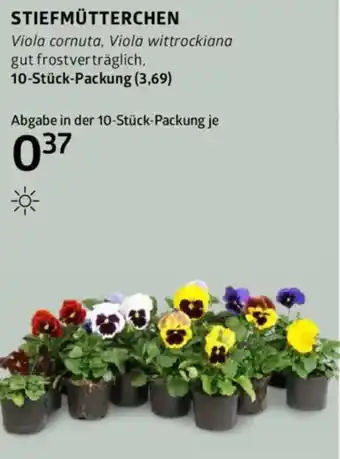 Bellaflora STIEFMÜTTERCHEN Angebot