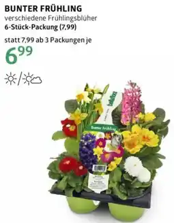 Bellaflora Bunter frühling Angebot