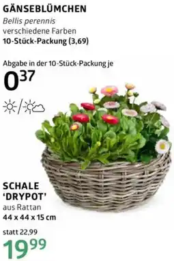 Bellaflora Gänseblümchen Angebot