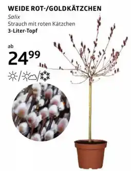 Bellaflora Weide rot-/goldkätzchen Angebot