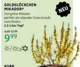 Bellaflora Goldglöckchen Angebot