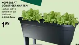 Bellaflora Kopfsalat günstiger garten Angebot