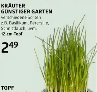 Bellaflora Günstiger garten verschiedene sorten z.b. basilikum, petersilie, schnittlauch, Angebot