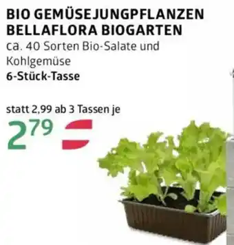 Bellaflora Bio gemüsejungpflanzen bellaflora biogarten Angebot