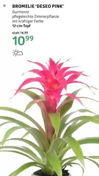 Bellaflora Bromelie ‘deseo pink' Angebot