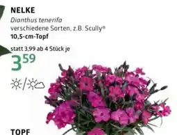 Bellaflora NELKE Angebot