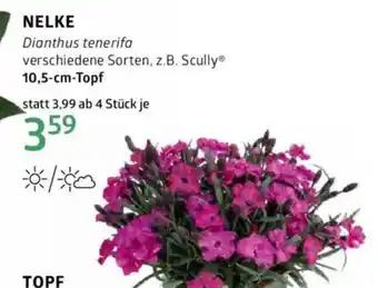 Bellaflora NELKE Angebot