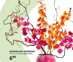 Bellaflora Seidenblume dendrobie Angebot